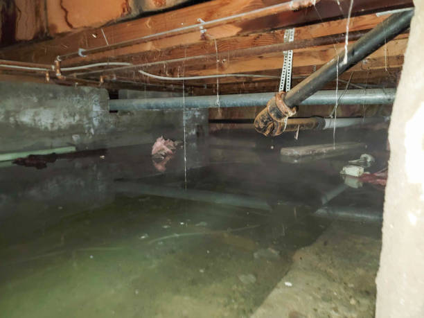 Best Sewage cleanup and water damage restoration  in Upper Brookville, NY